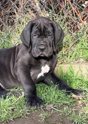 Les chiots de Dogue allemand