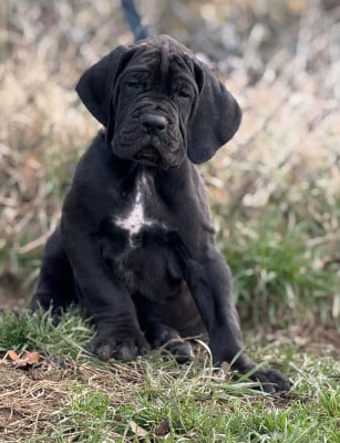 Les chiots de Dogue allemand