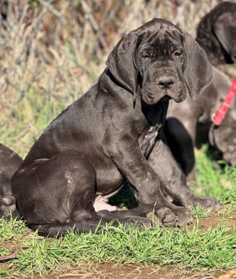 Les chiots de Dogue allemand