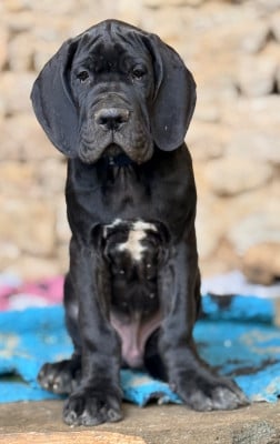 Les chiots de Dogue allemand
