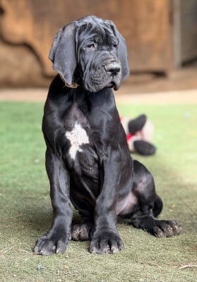 Les chiots de Dogue allemand