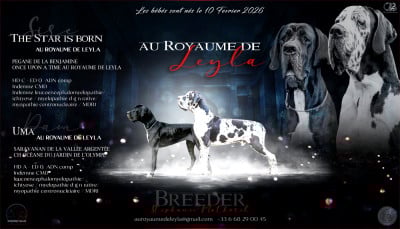 Les chiots de Dogue allemand