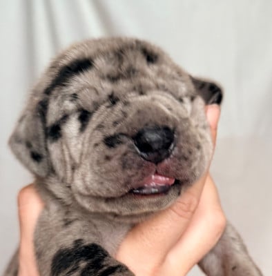 Les chiots de Dogue allemand