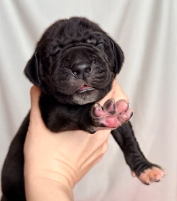 Les chiots de Dogue allemand