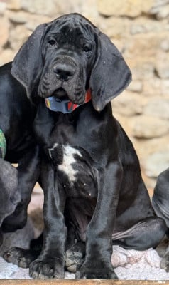 Les chiots de Dogue allemand