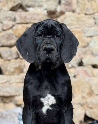 Les chiots de Dogue allemand