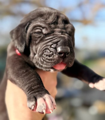 Les chiots de Dogue allemand