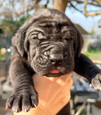 Les chiots de Dogue allemand