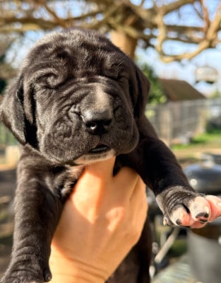 Les chiots de Dogue allemand