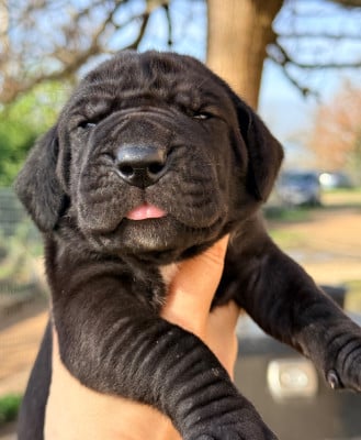 Les chiots de Dogue allemand