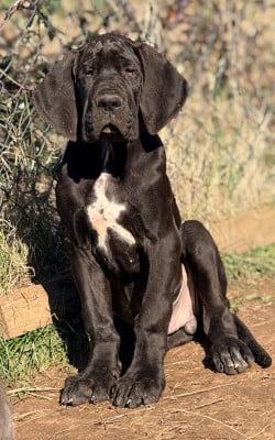 Les chiots de Dogue allemand