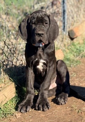 Les chiots de Dogue allemand