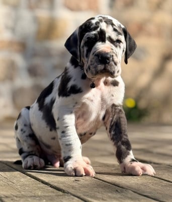Les chiots de Dogue allemand