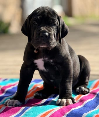 Les chiots de Dogue allemand
