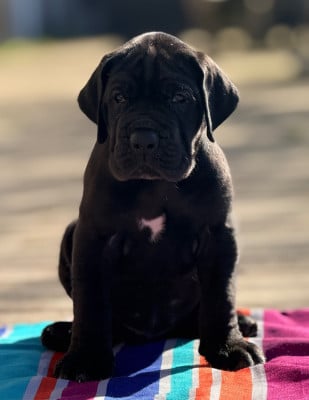 Les chiots de Dogue allemand