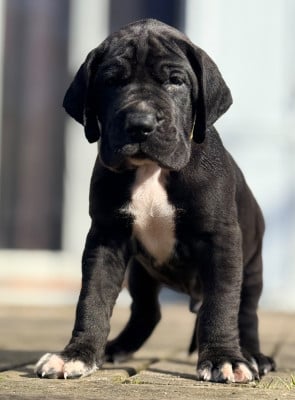 Les chiots de Dogue allemand