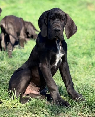 Les chiots de Dogue allemand