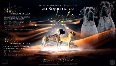 Les chiots de Dogue allemand