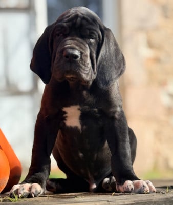 Les chiots de Dogue allemand