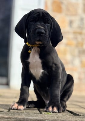 Les chiots de Dogue allemand