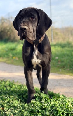 Les chiots de Dogue allemand