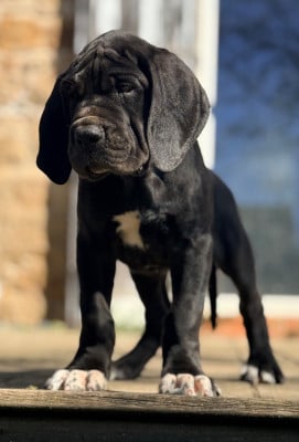Les chiots de Dogue allemand