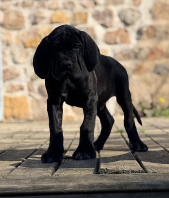Les chiots de Dogue allemand