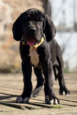 Les chiots de Dogue allemand