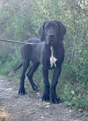 Les chiots de Dogue allemand