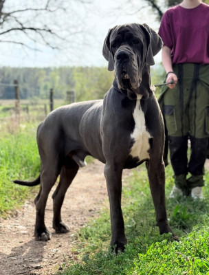 Les chiots de Dogue allemand
