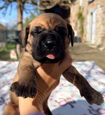 Les chiots de Dogue allemand