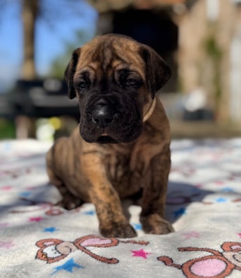 Les chiots de Dogue allemand