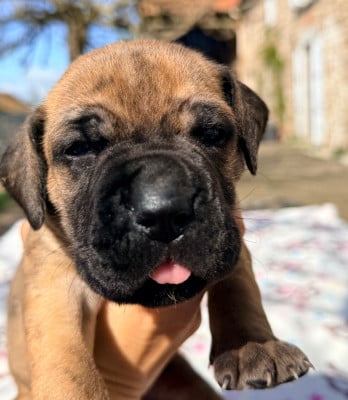 Les chiots de Dogue allemand