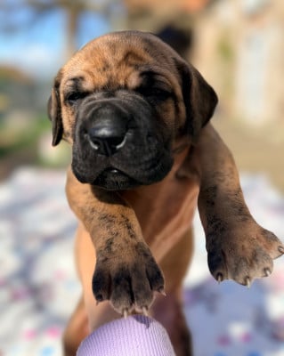 Les chiots de Dogue allemand