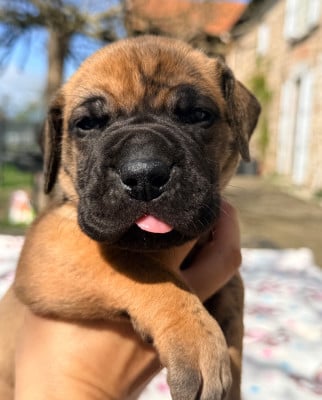 Les chiots de Dogue allemand