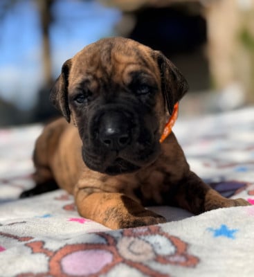 Les chiots de Dogue allemand