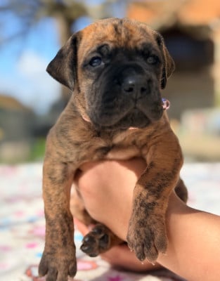 Les chiots de Dogue allemand