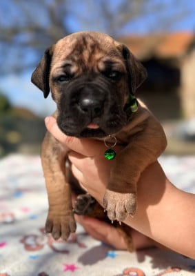 Les chiots de Dogue allemand