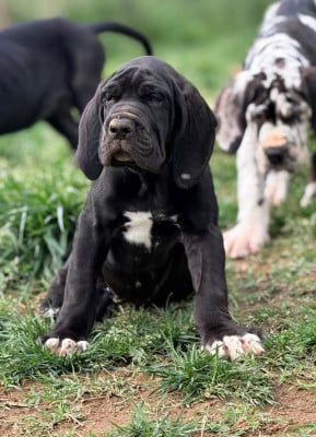 Les chiots de Dogue allemand