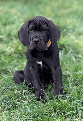 Les chiots de Dogue allemand