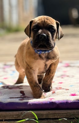Les chiots de Dogue allemand