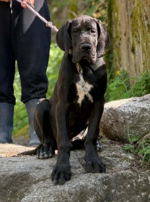 Les chiots de Dogue allemand