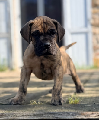 Les chiots de Dogue allemand
