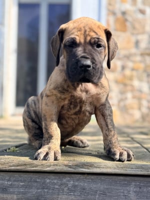 Les chiots de Dogue allemand
