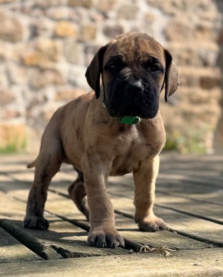 Les chiots de Dogue allemand