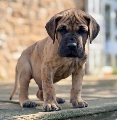 Les chiots de Dogue allemand