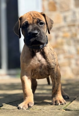 Les chiots de Dogue allemand