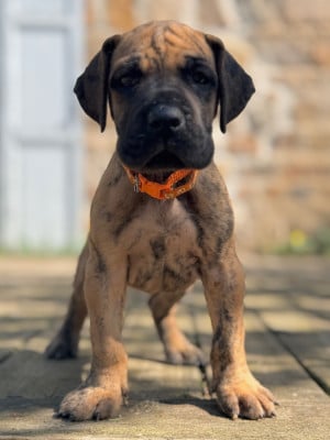 Les chiots de Dogue allemand