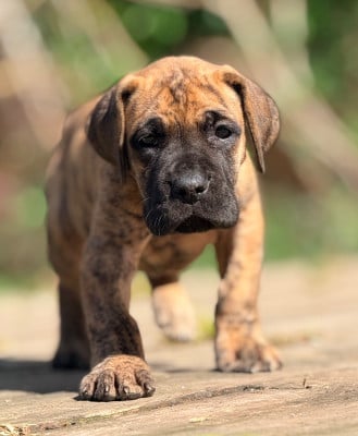 Les chiots de Dogue allemand