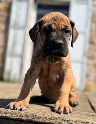 Les chiots de Dogue allemand